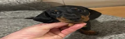 Miniature Dachshund dogs for sale: Beautiful little boy - Advert 6