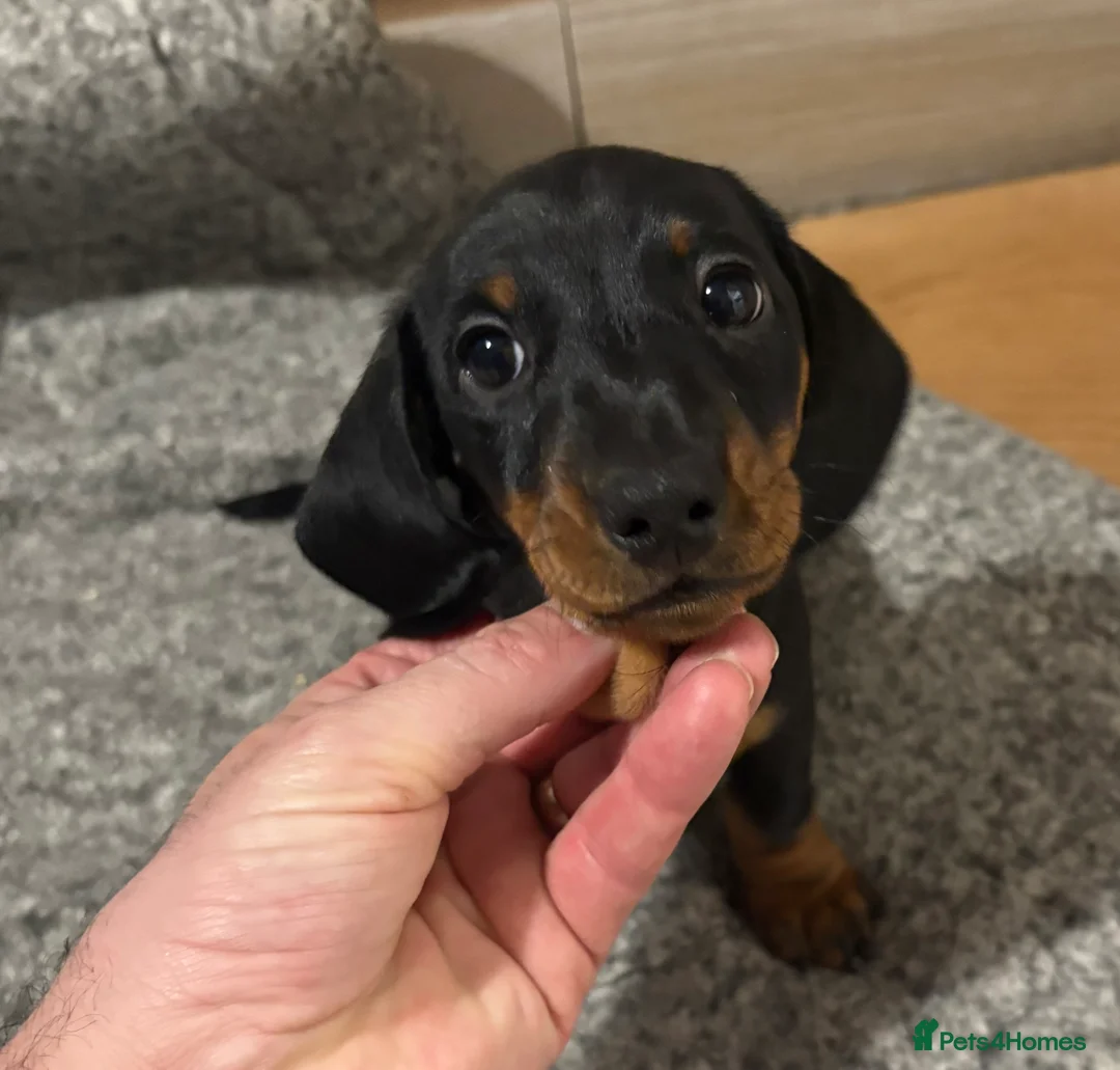 Miniature Dachshund dogs for sale: Beautiful little boy - Advert 6