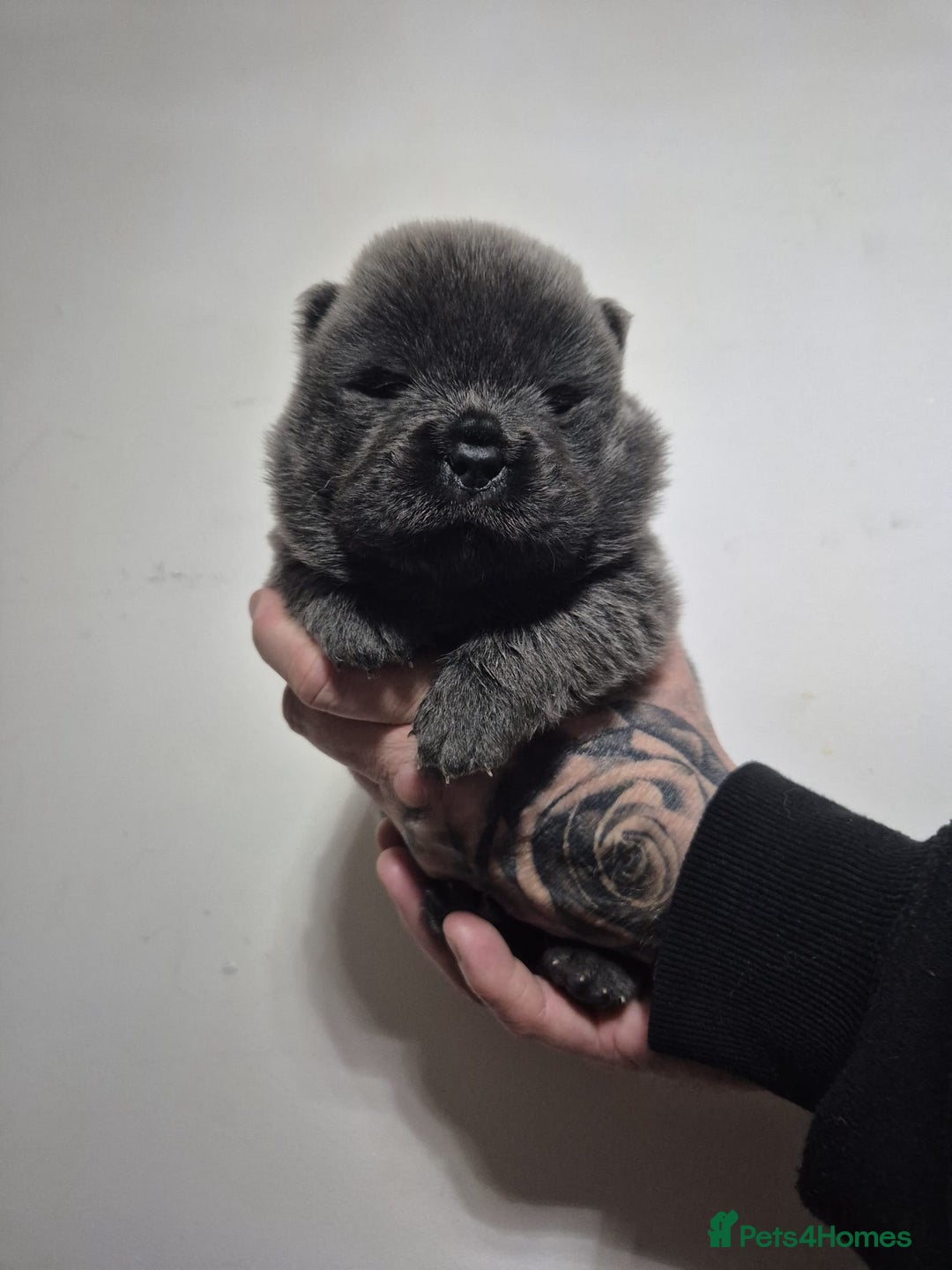 Chow Chow dogs for sale: Beautifull teddybear chow chows - Advert 5