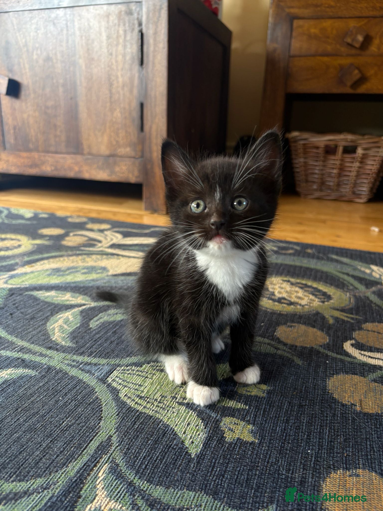 Mixed Breed cats Farm Bred Mixed Breed Kittens  - Advert 2