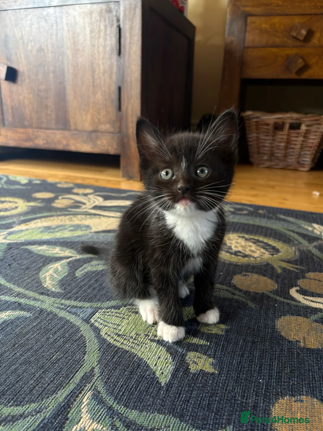 Mixed Breed cats for sale: Farm Bred Mixed Breed Kittens  - Advert 1