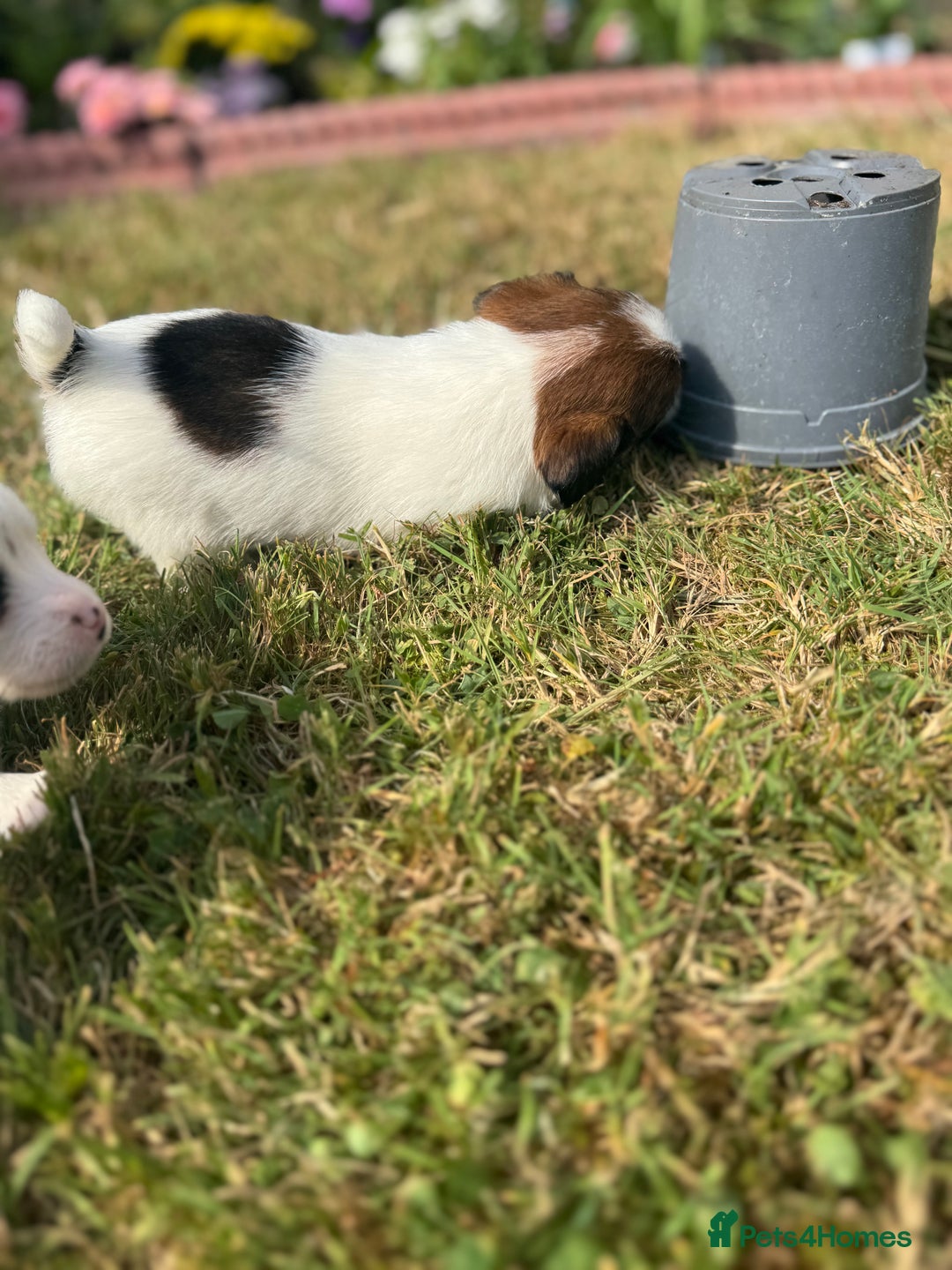 Jack Russell dogs for sale: Pedigree Jack Russell Puppies  - Image 23