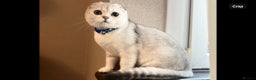 Scottish Fold cats for sale: Scottish Fold Kittens with TICA Registration - Advert 4