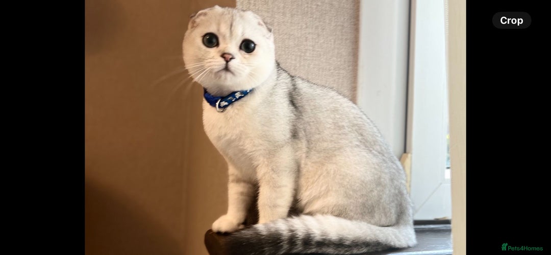 Scottish Fold cats for sale: Scottish Fold Kittens with TICA Registration - Advert 4