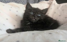 Ragdoll cats for sale: 2 Gorgeous Ragdoll kittens - Image 4