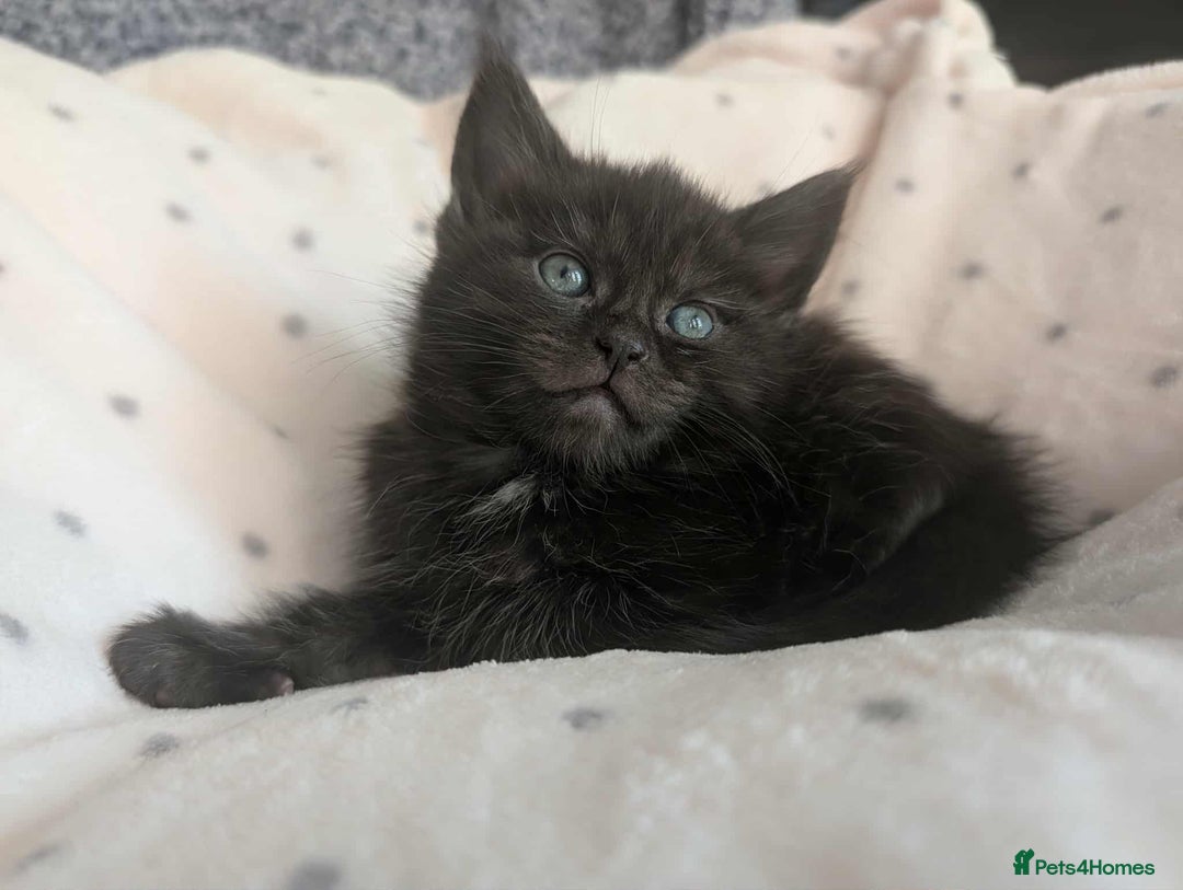 Ragdoll cats for sale: 2 Gorgeous Ragdoll kittens - Image 4