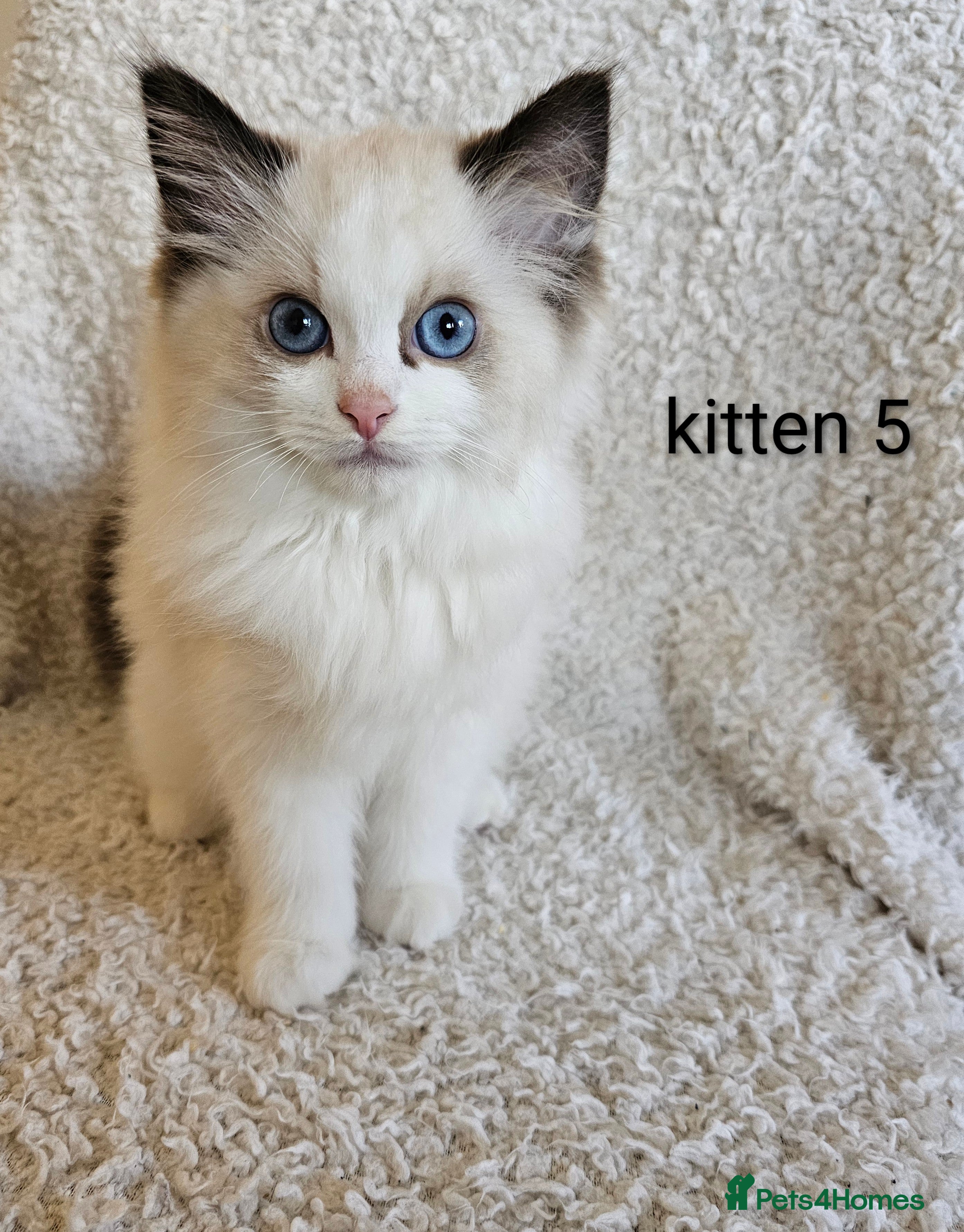 Ragdoll cats 7 GCCF Ragdoll kittens. Blue and Seal. Home raised - Advert 2