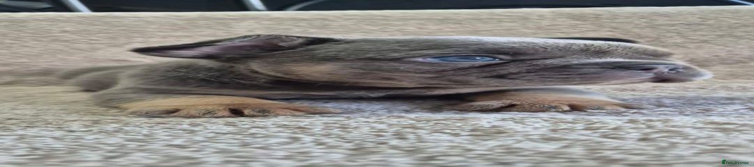 French Bulldog Puppy 1