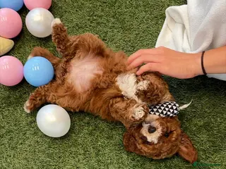 Cockapoo dogs F1b, genetically health clear - Advert 1