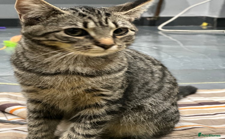 Turkish Angora cats - Advert 2