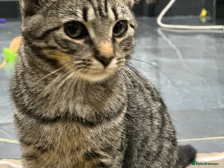 Turkish Angora cats - Advert 2