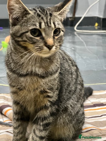 Turkish Angora cats - Advert 2