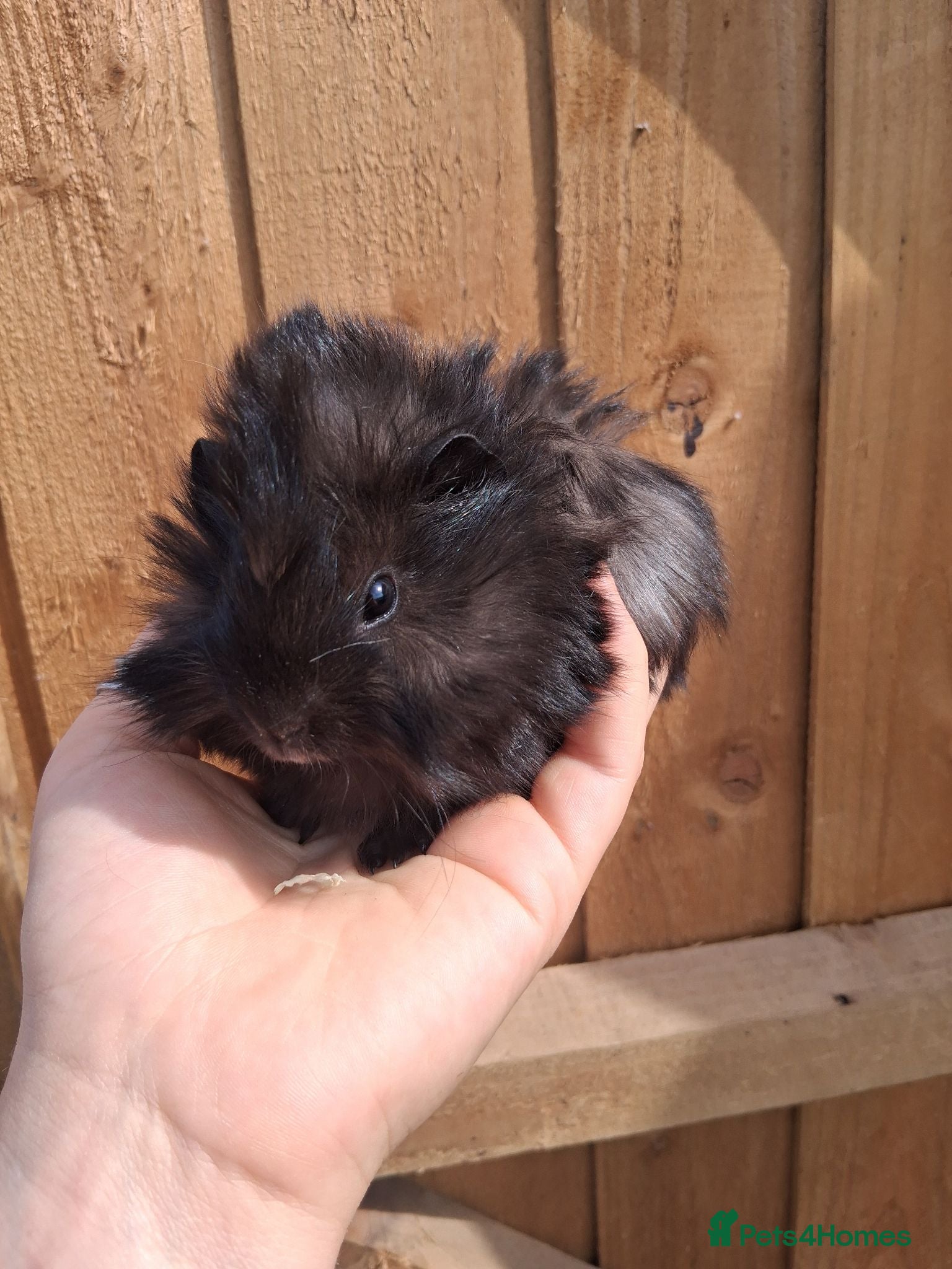 Guinea Pig rodents Beautiful baby girl Guinea pig - Advert 22