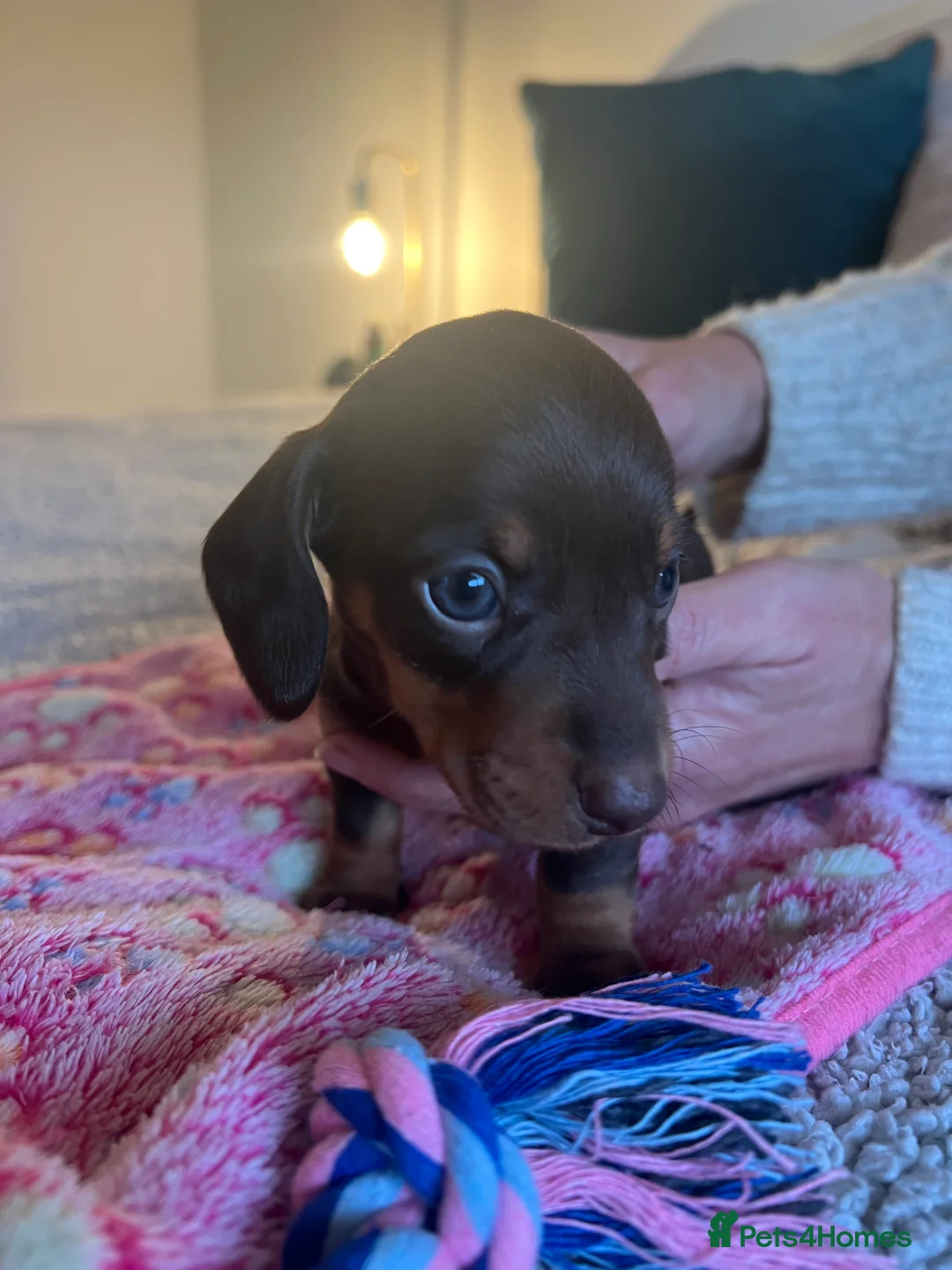 Miniature Dachshund dogs for sale: Stunning Miniature Dachshund Puppies! - Advert 8