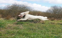Miniature Poodle dogs for stud: KC registered miniature poodle stud in Bolton - Image 7