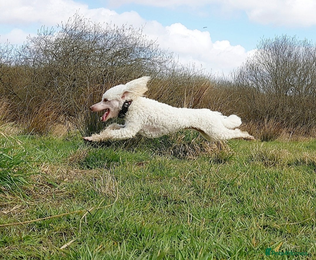 Miniature Poodle dogs for stud: KC registered miniature poodle stud in Bolton - Image 7