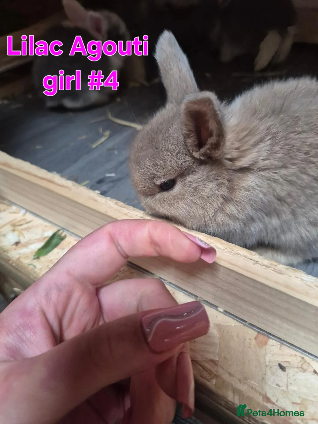 Mini Lion Lop rabbits for sale: Mini lion lops - Advert 2