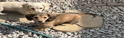 Dachshund dogs for sale: Kc Stunning Miniature Dachshunds  - Advert 7