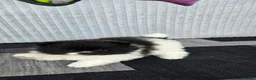 Pomeranian dogs for sale: Particolour Poms - Advert 15