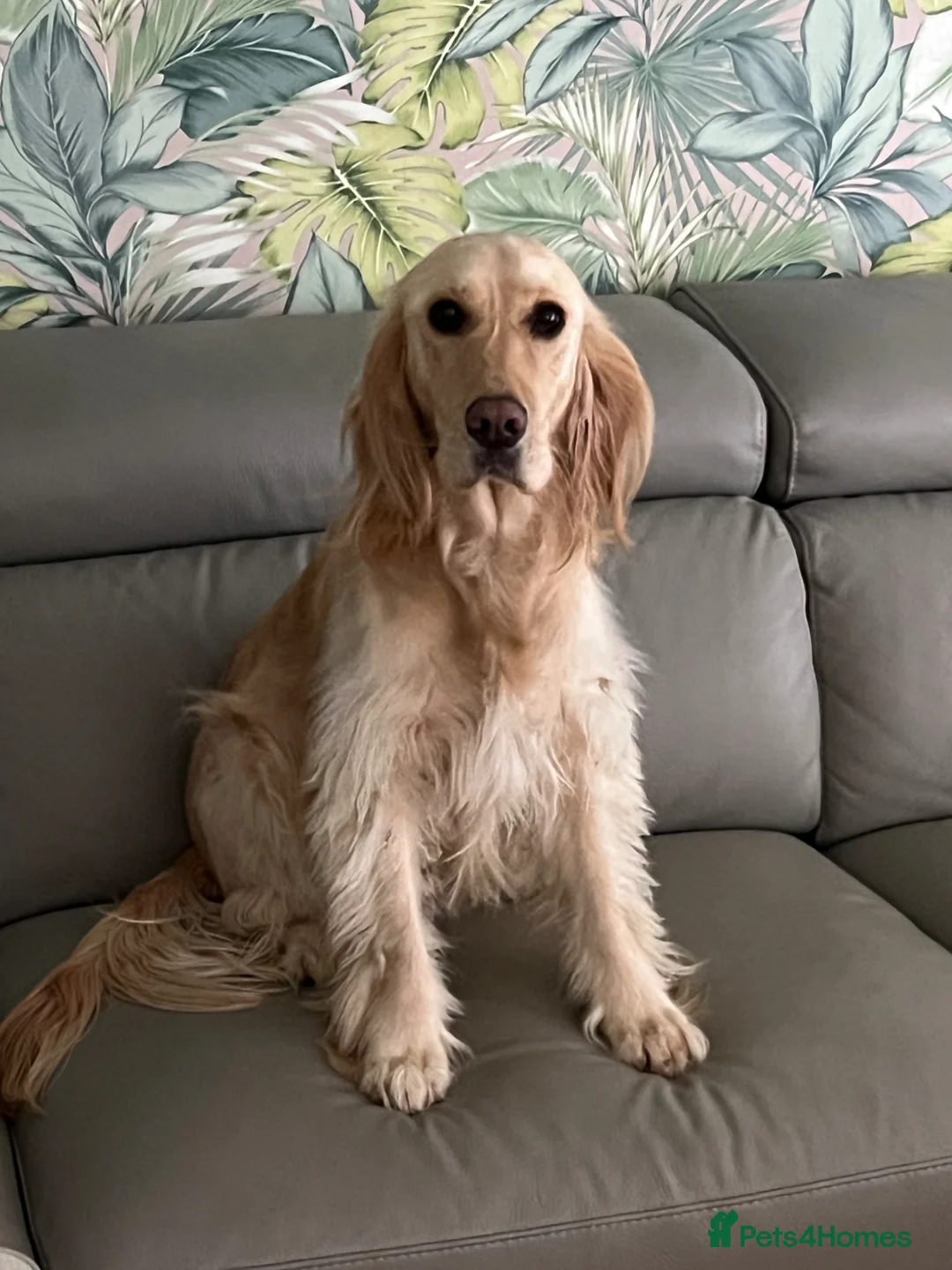 Mixed Breed dogs for sale: Female Golden Retriever x Cocker Spaniel in Crawley - Advert 11