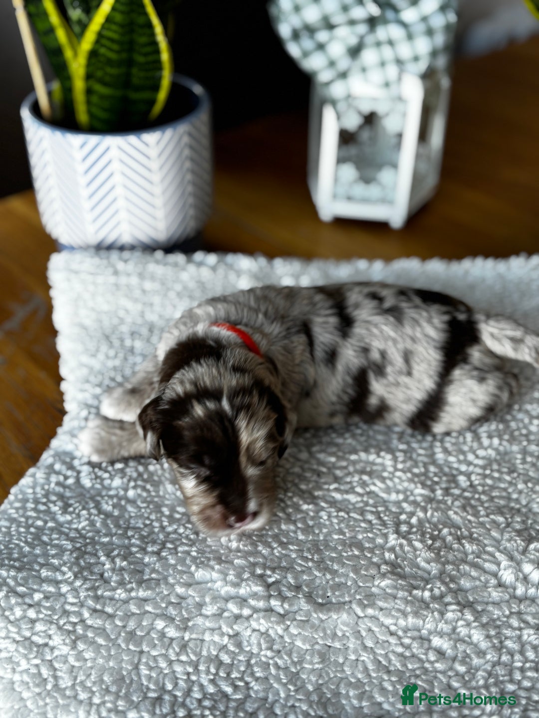 Sproodle dogs for sale: 💥 Rare Gorgeous Chocolate Merle Sproodles 🐶 - Advert 11