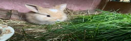 Mini Lop rabbits for sale: Beautiful baby mini lop rabbits - Advert 9