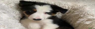 Border Collie 6