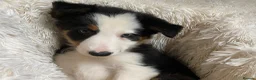 Border Collie dogs for sale: Border Collie Puppies | Health Tested Parents  - Advert 8