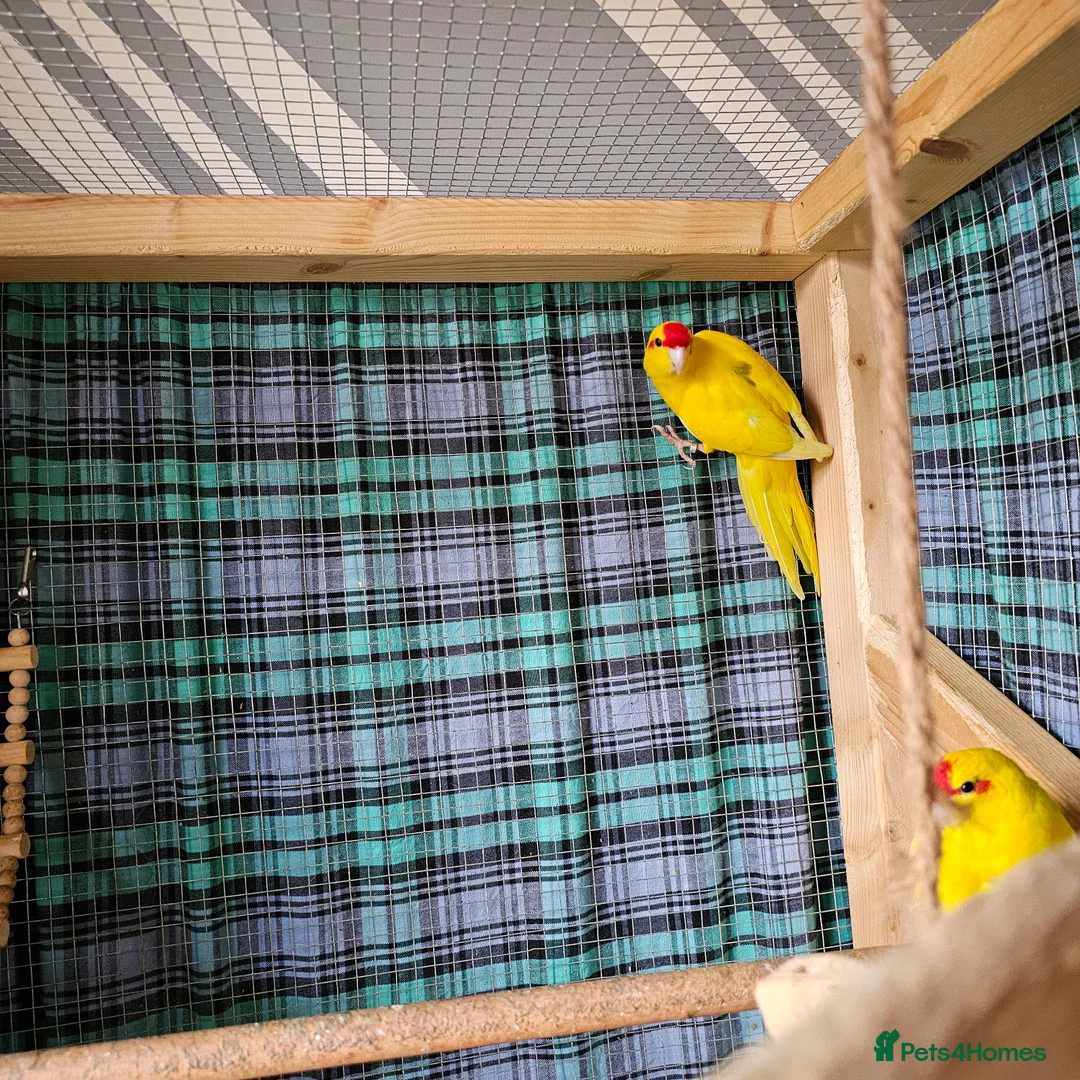 Mixed Breed birds for sale: A pair of Kakariki parrots 💛 in Liverpool - Advert 1