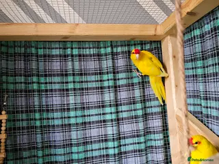 Mixed Breed birds A pair of Kakariki parrots 💛 in Liverpool - Advert 1