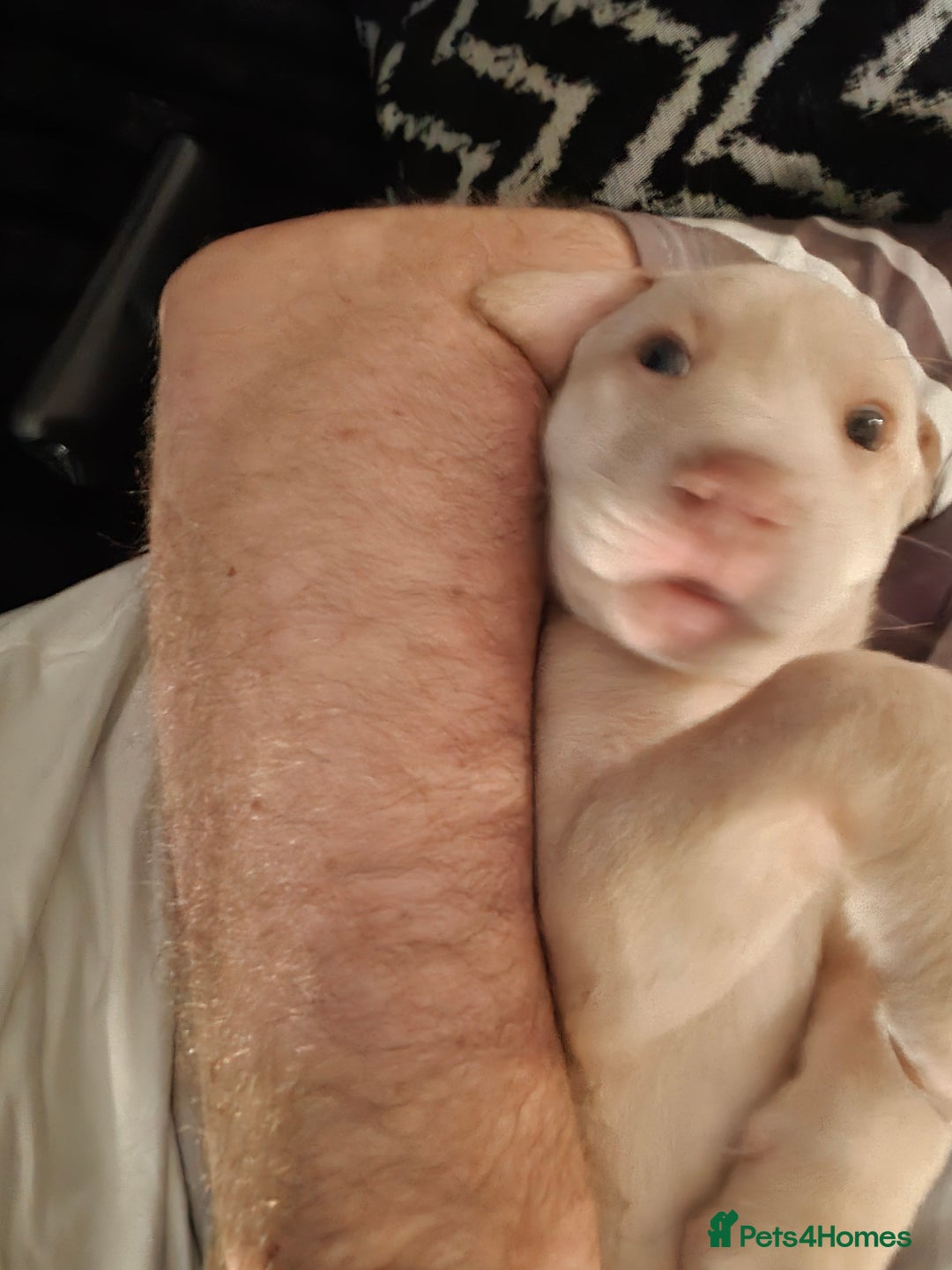 Labrador Retriever dogs for sale: Labrador puppies - Advert 19