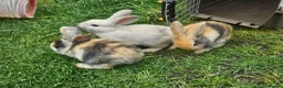 Mixed Breed rabbits for sale: Lop and lion lop half brothers - bonded. - Advert 12