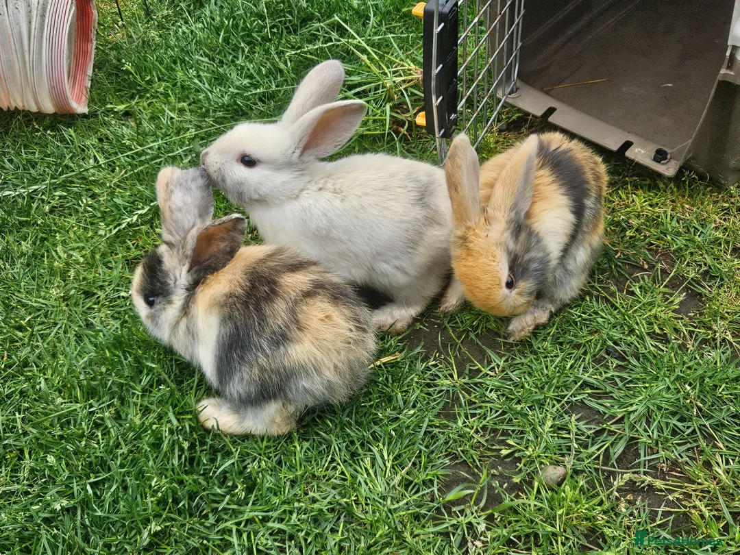 Mixed Breed rabbits for sale: Lop and lion lop half brothers - bonded. - Advert 12
