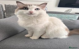 Ragdoll cats for sale: Loving Ragdoll Cats Looking for a New Home £500 in Bolton - Image 6