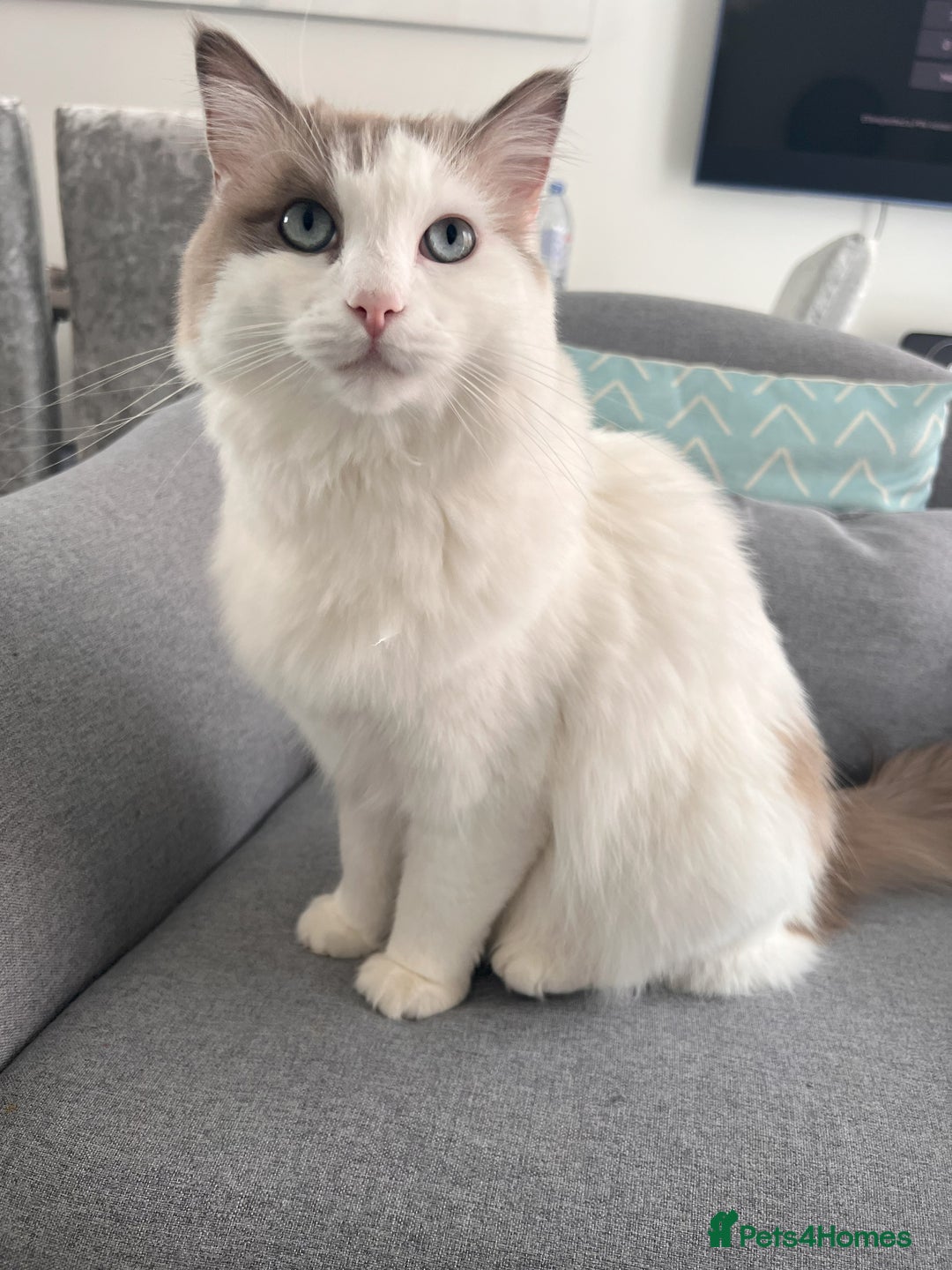Ragdoll cats for sale: Loving Ragdoll Cats Looking for a New Home £500 in Bolton - Image 6