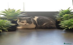 British Shorthair cats for sale: RARE opportunity GCCF ACTIVE reg 2yr old blue Bi  - Image 2