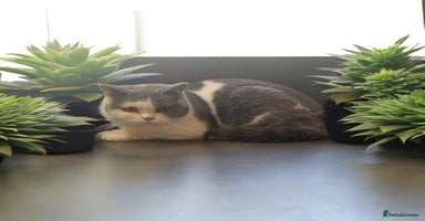 British Shorthair cats - Advert 6