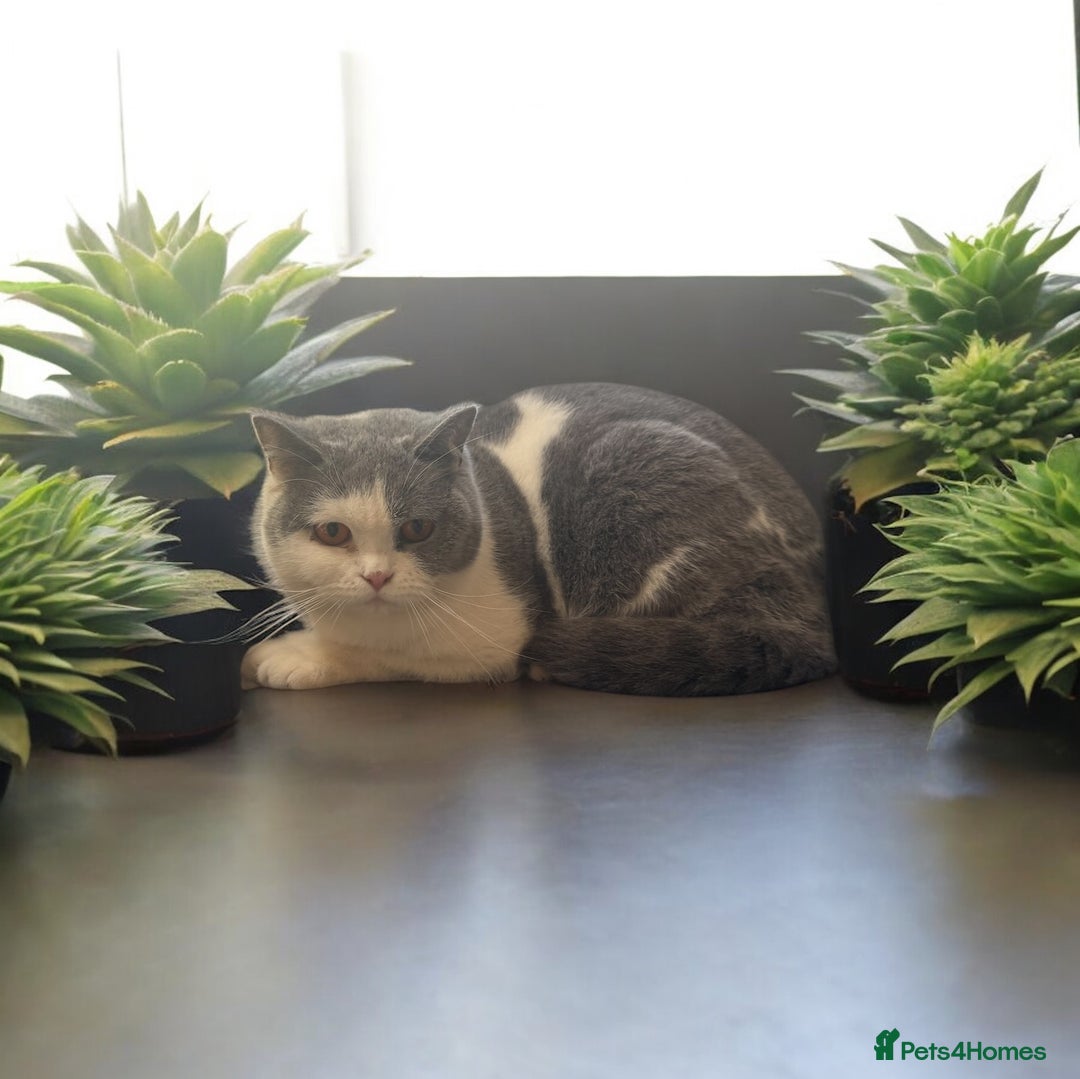 British Shorthair cats for sale: RARE opportunity GCCF ACTIVE reg 2yr old blue Bi  - Image 2