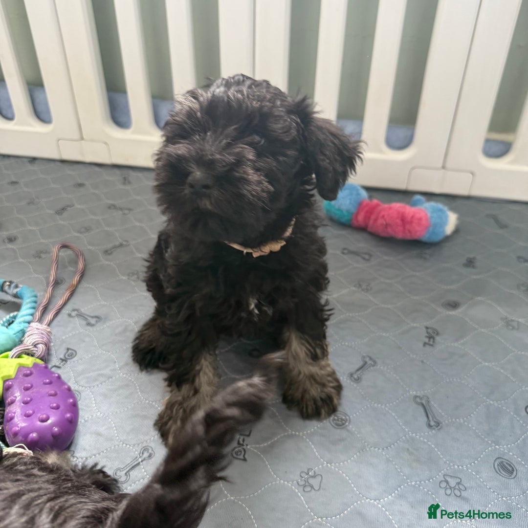 Miniature Schnauzer dogs for sale: health tested parents  - Image 19