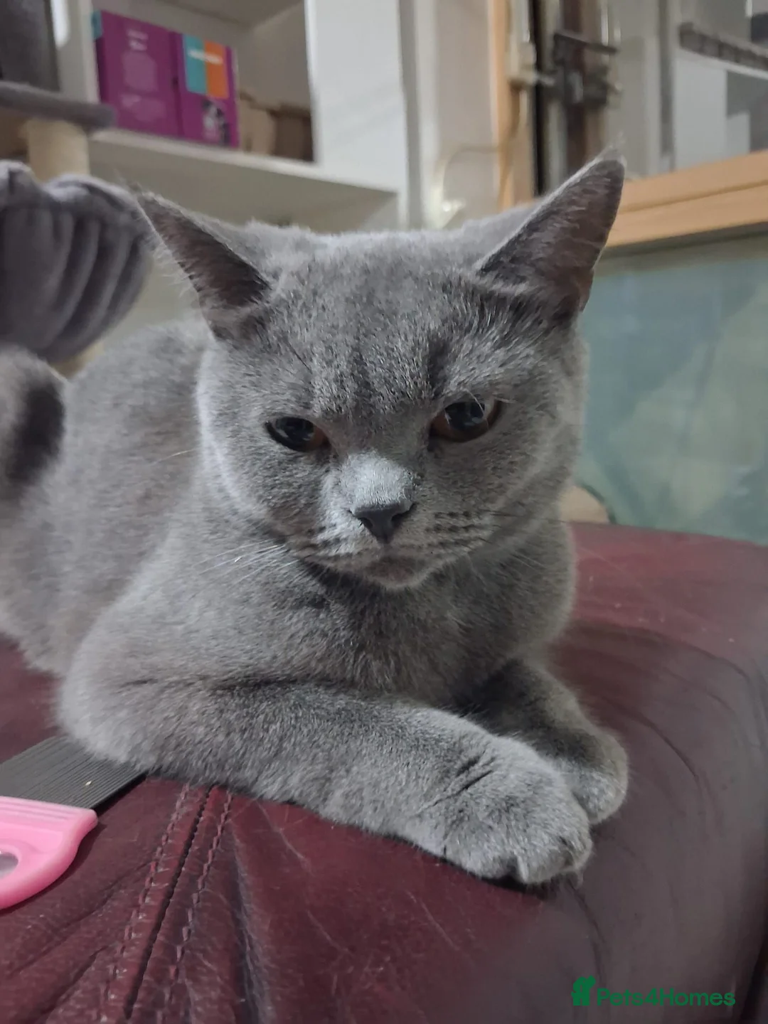 British Shorthair cats for sale: Pj, daisy and boujie in London - Advert 21
