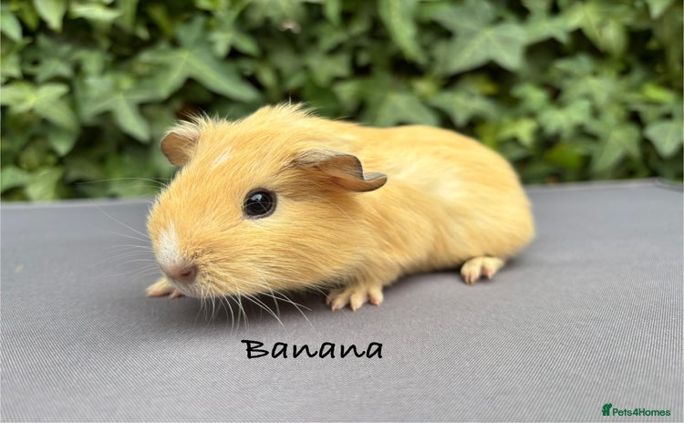 Guinea Pig rodents - Advert 14