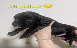 Cocker Spaniel dogs for sale: Only 3 beautiful kc working cocker spaniels left  - Advert 16