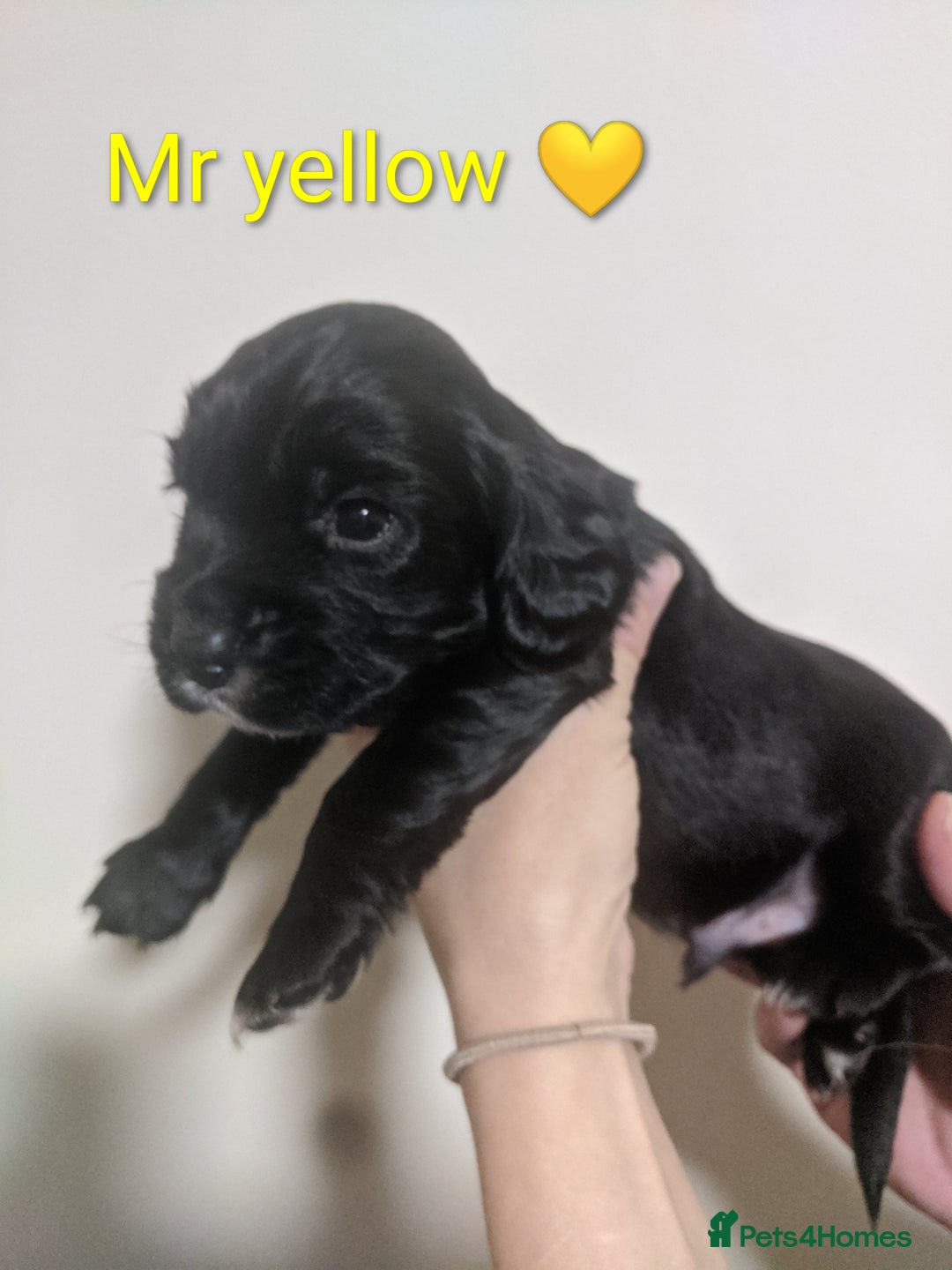 Cocker Spaniel dogs for sale: Only 3 beautiful kc working cocker spaniels left  - Advert 16