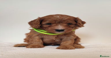 Cavapoo dogs - Advert 7