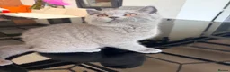 British Shorthair cats for sale: BRITISH SHORTHAIR BOY READY FOR FOREVER HOME - Advert 8