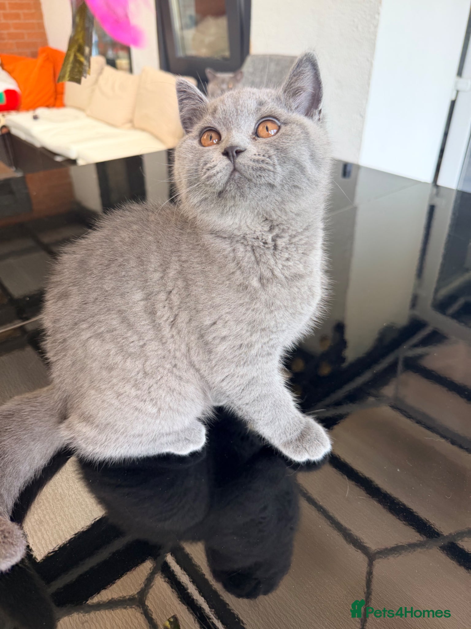 British Shorthair cats READY BSH BOY FOR FOREVER HOME - Advert 9