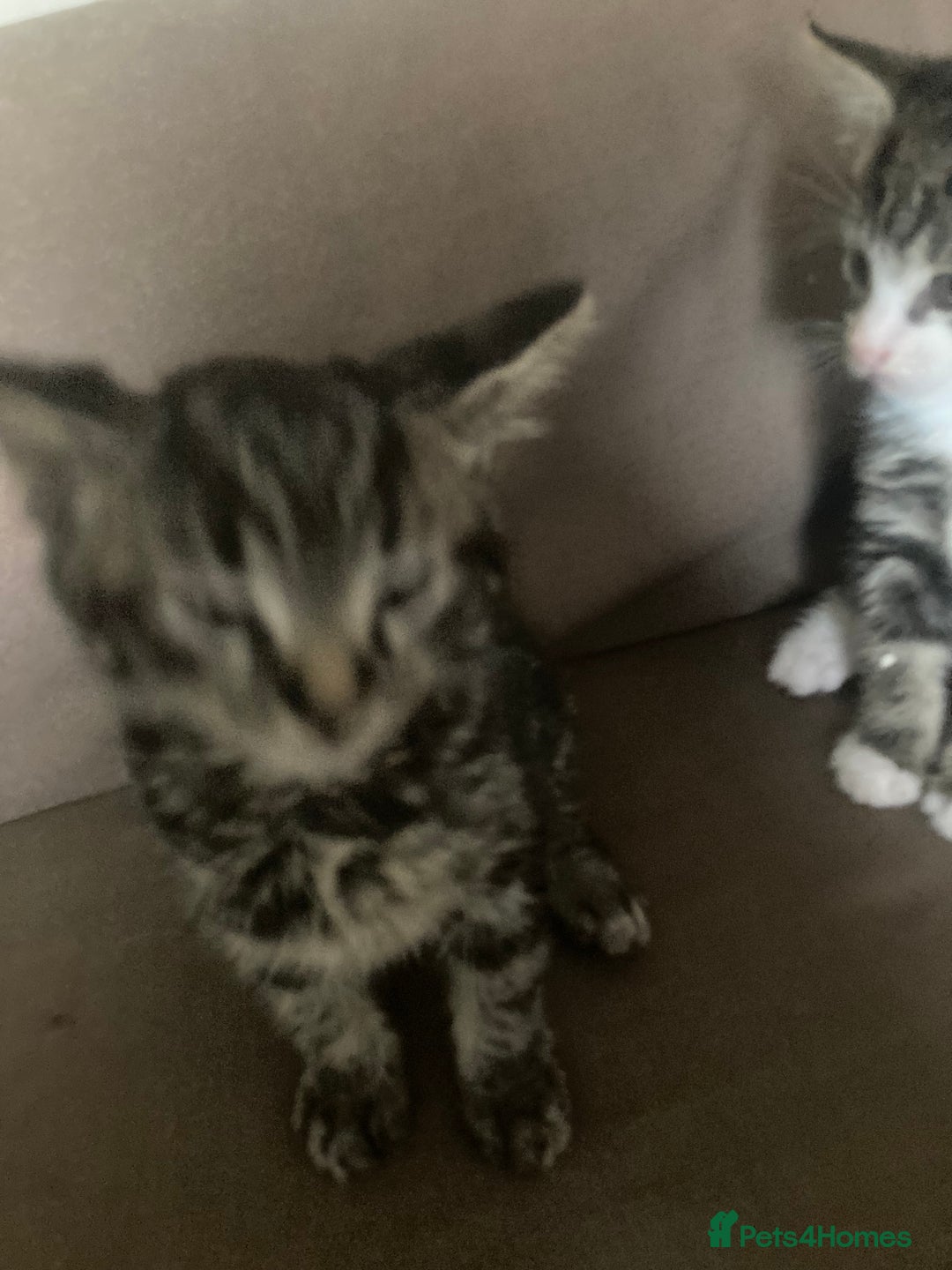 Mixed Breed cats for sale: 5 kittens  - Image 8