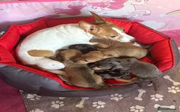 Mixed Breed dogs for sale: 4 Jack Russell cross Dachshund puppies - Image 20