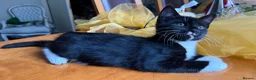 Mixed Breed cats for sale: Maine Coon Mixed Kittens Tabby & Tuxedo Richmond - Advert 7