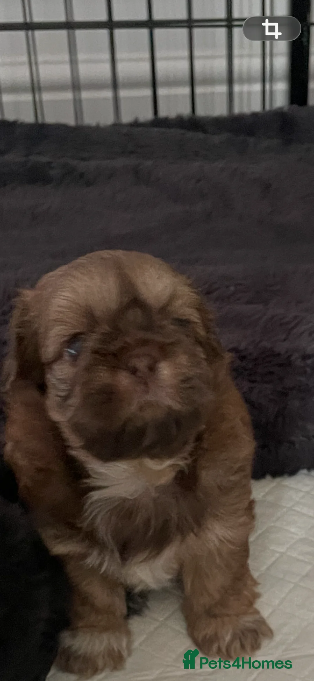 Shih Tzu dogs for sale: Shih Tzu - Advert 2